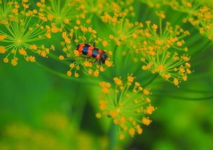 24节气饮食法,顺应自然,调和身心